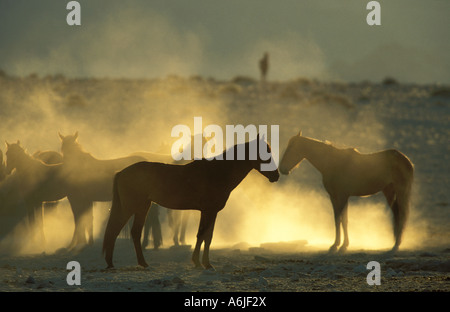 A herd of Namib Desert Horses (Equus caballus) in early morning Stock Photo