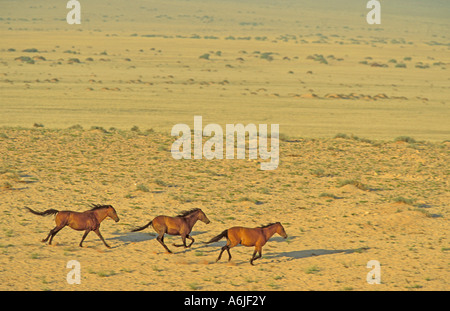 Namib Desert Horses (Equus caballus) galloping group in the Namib Desert Stock Photo