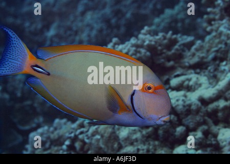The eye stripe surgeonfish Acanthurus dussumieri possesses a sharp spine at the base of it s tail Hawaii  Stock Photo