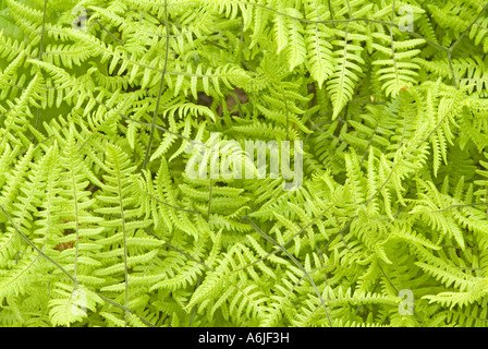 Narrow Buckler Fern (Dryopteris carthusiana), fronds seen from above Stock Photo