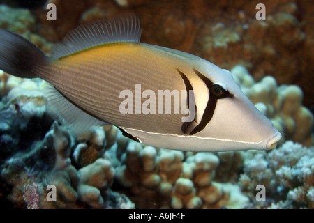 Lei triggerfish Sufflamen bursa Hawaii  Stock Photo