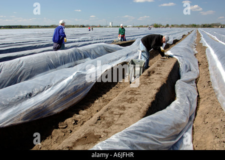 Workers cutting asparagus in Brandenburg, Germany Stock Photo