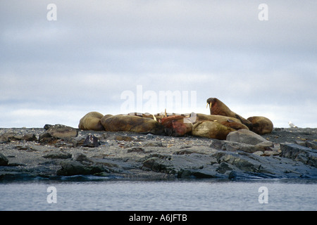 walrus (Odobenus rosmarus), little colony on rocky shore, Norway, Spitsbergen Stock Photo