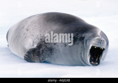 crabeater seal (Lobodon carcinophagus), single animal lying in the snow, yawning, Antarctica Stock Photo