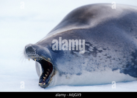 crabeater seal (Lobodon carcinophagus), single animal lying in the snow, yawning, Antarctica Stock Photo