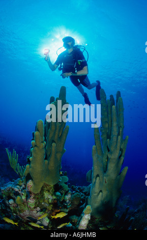 scuba diver on colorful Caribbean coral reef, Dendrogyra cylindrus Stock Photo
