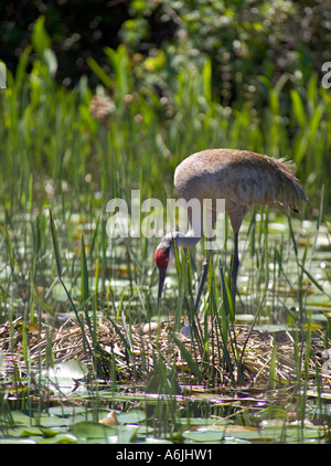 Sandhill Crane tending nest with two eggs situated in marsh Stock Photo