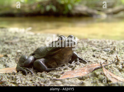 River Frog (Rana hecksheri) sitting on mud bank of stream Stock Photo