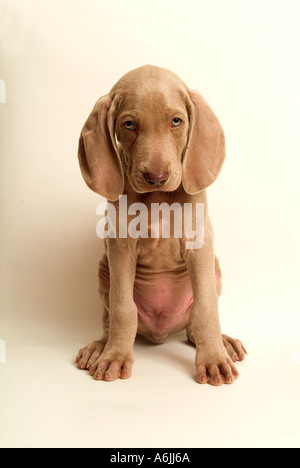 Sad looking six week old Weimaraner puppy Stock Photo