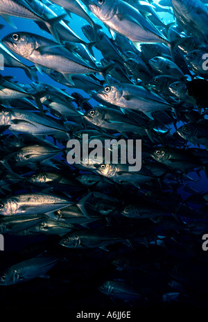 School of Bigeyed trevally caranx sexfasciatus Pacific Ocean Stock Photo