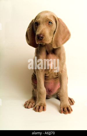 Six week old Weimaraner puppy Stock Photo