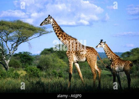 Masai giraffe (Giraffa camelopardalis tippelskirchi), adult with foal, Tanzania Stock Photo