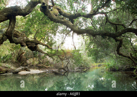 Oak Tree stretching over Sweetwater Spring Ocala National Forest FL Stock Photo