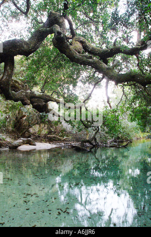 Oak Tree stretching over Sweetwater Spring Ocala National Forest FL Stock Photo