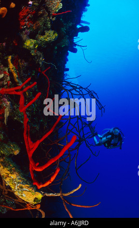 scuba diver on colorful Caribbean coral reef Stock Photo