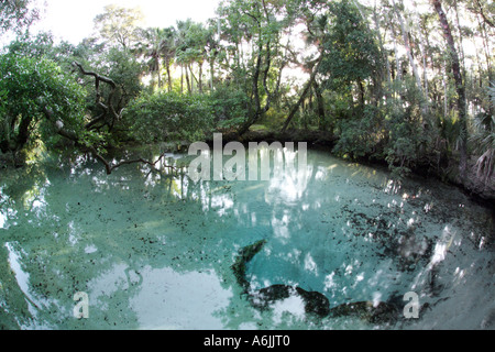 Oak Tree stretching over Sweetwater Spring Ocala National Forest FL Stock Photo