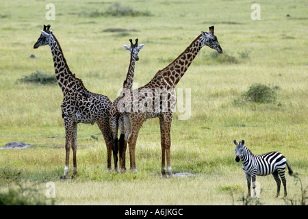 Masai giraffe (Giraffa camelopardalis tippelskirchi), three giraffes and one zebra standing in steppe, Tanzania Stock Photo