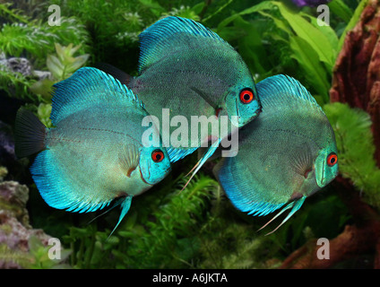 blue discus (Symphysodon aequifasciata haraldi), 3 animals swimming one behind each other Stock Photo