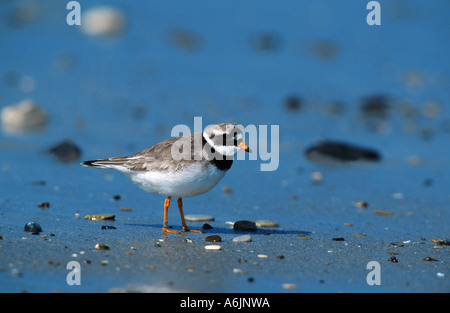 ringed plover (Charadrius hiaticula), male, Germany Stock Photo
