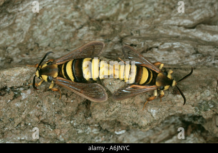 poplar hornet clearwing, hornet moth (Sesia apiformis, Aegeria apiformis), during corpulation, Germany, Bavaria Stock Photo