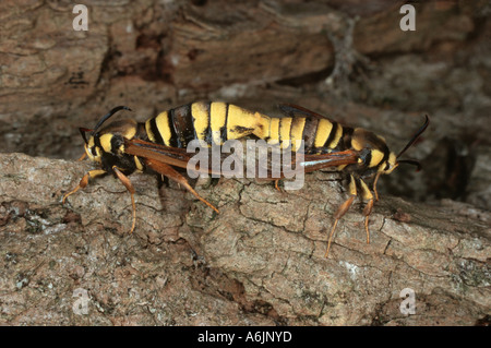 poplar hornet clearwing, hornet moth (Sesia apiformis, Aegeria apiformis), during corpulation, Germany, Bavaria Stock Photo