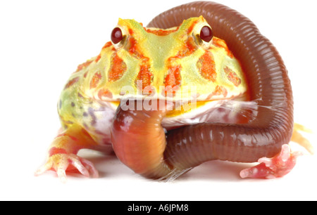 argentine horned frog, pacman frog, nightcrawler, night crawler, ornate horned frog, ornate horned toad, escuerzo (Ceratophrys Stock Photo