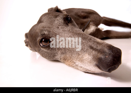 Long Hound Stock Photo