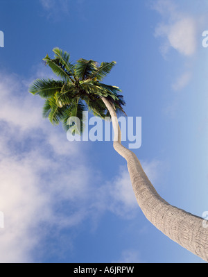 Palm tree and sky, Darkwood Beach, Antigua, Antigua and Barbuda, Caribbean Stock Photo