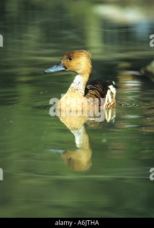 Fulvous Whistling Duck (Dendrocigna bicolor) in the Uk Stock Photo