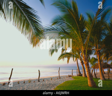 Coconut Palms in late afternoon light on the beach of Bahia de Banderas Banderas Bay near the village of Bucerias Stock Photo