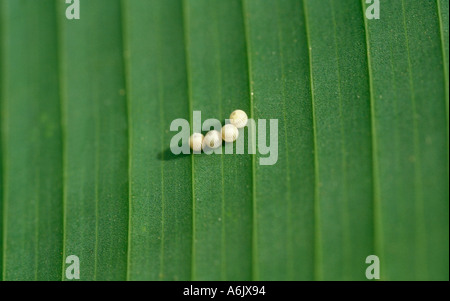 Owl Butterfly Caligo species eggs ova laid on leaf Central South America Stock Photo