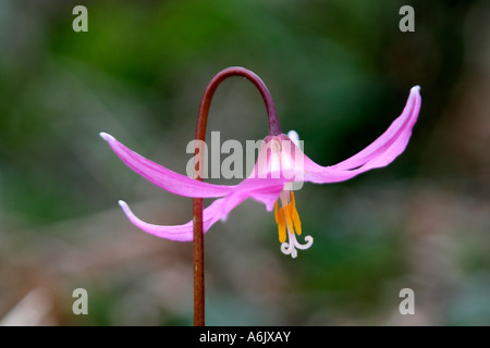Erythronium revolutum Knightshayes Pink March 30 Stock Photo
