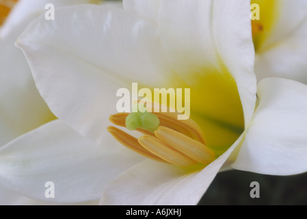 Lilium regale 'Album' (Regal lily) Close up of Division 9 trumpet shaped white lily with yellow thoat. Stock Photo