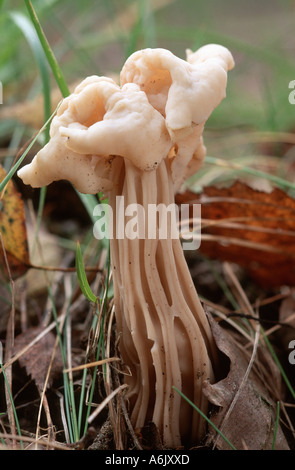 white saddle (Helvella crispa), mature fruit body Stock Photo