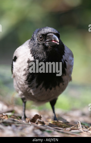 Western Jackdaw - Corvus monedula Stock Photo