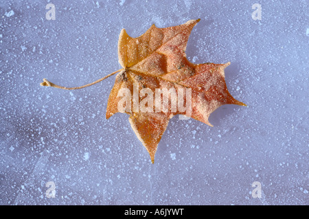 Frosted red and yellow sycamore Acer psuedoplatanus leaf on frosted ice with mix of warm and cool light