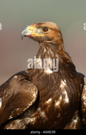 Golden eagle Aquila chrysaetos close up portrait showing head and upper body with head turned Stock Photo