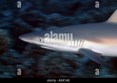Gray reef shark Carcharhinus amblyrhynchos Hawaii  Stock Photo