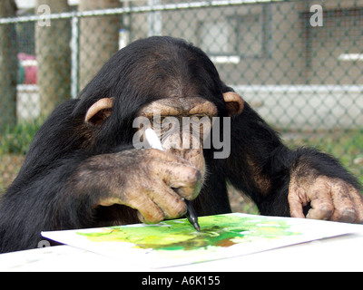 Young chimpanzee drawing on a fingerpainting she made with a sharpie pen Stock Photo