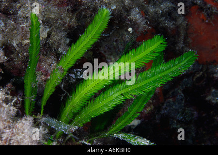 Killer alga Caulerpa taxifolia Stock Photo