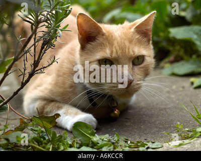 A ginger cat in the garden lying down. Stock Photo