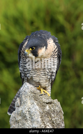 Peregrine Falcon perched on rock looking down Stock Photo