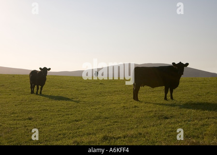 dh Aberdeen angus Cows ANIMALS SCOTLAND UK Cattle silhouette field scottish black beef cow in fields uk Stock Photo