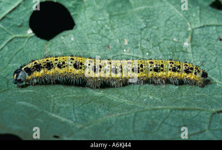 Large Cabbage White Butterfly Pieris brassicae caterpillar UK Stock Photo