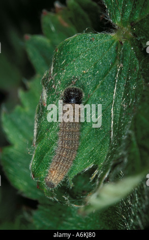Grizzled Skipper Pyrgus malvae caterpillar or larvae making silken web for protection UK Stock Photo