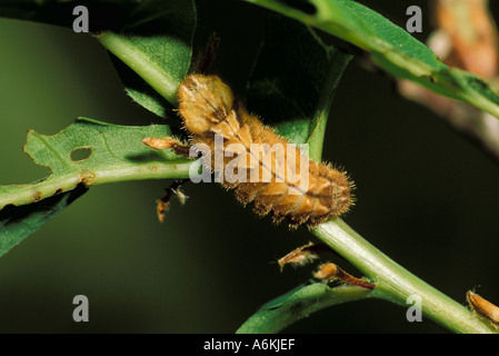 Purple hairstreak butterfly Quercusia quercus caterpillar UK Stock Photo