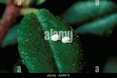 Northern Brown Argus Butterfly Ova or egg Aricia artaxerxes UK Stock Photo