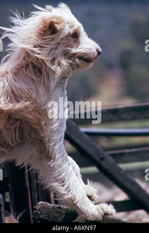 Bad hair day, Smithfield dog, Australia Stock Photo
