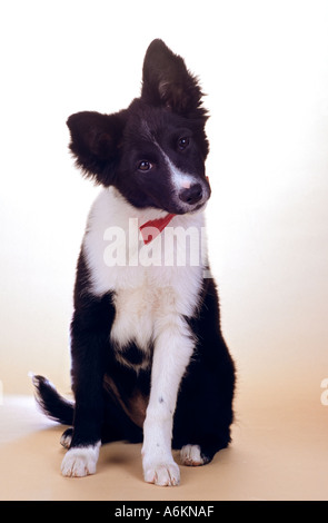 Border collie puppy cocking head to listen,Australia Stock Photo