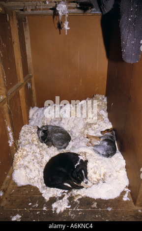 Working dogs asleep in woolclip Australia Stock Photo